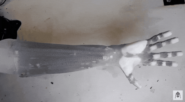 超越生物肌肉！韩澳科研团队联合提出人造软磁性肌肉，让机器人‘动’出新高度”！(图1)